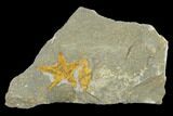 Ordovician Starfish (Petraster?) Fossil - Morocco #118062-1